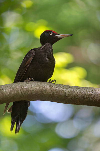 Schwarzspecht (Dryocopus martius)