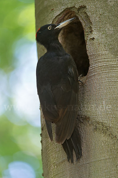 Schwarzspecht (Dryocopus martius)