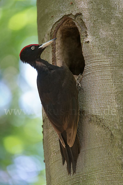 Schwarzspecht (Dryocopus martius)