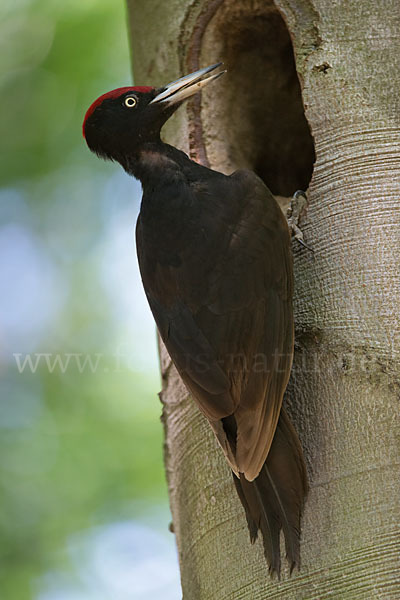 Schwarzspecht (Dryocopus martius)