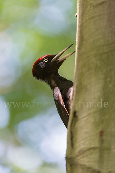 Schwarzspecht (Dryocopus martius)