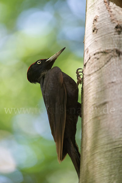 Schwarzspecht (Dryocopus martius)