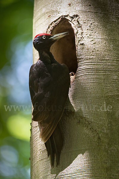 Schwarzspecht (Dryocopus martius)