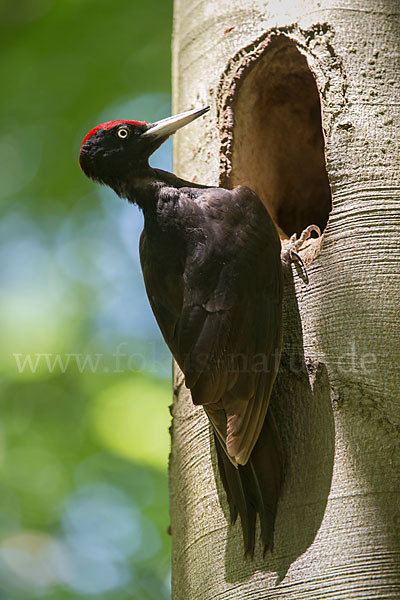 Schwarzspecht (Dryocopus martius)