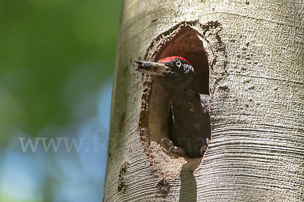 Schwarzspecht (Dryocopus martius)