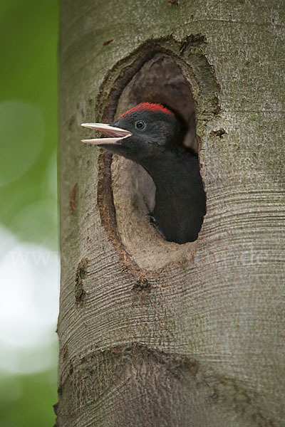 Schwarzspecht (Dryocopus martius)