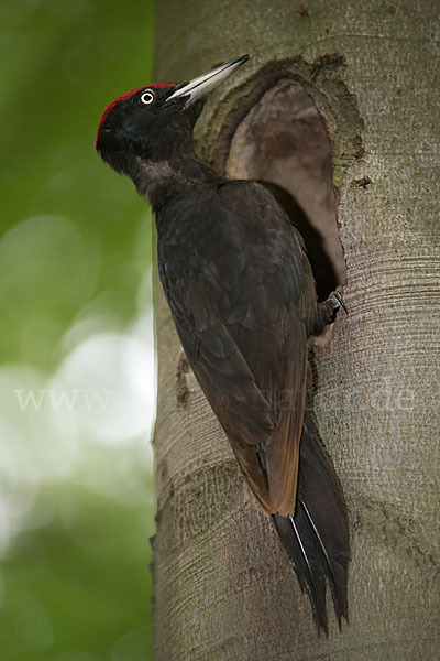 Schwarzspecht (Dryocopus martius)