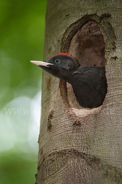 Schwarzspecht (Dryocopus martius)