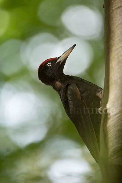 Schwarzspecht (Dryocopus martius)