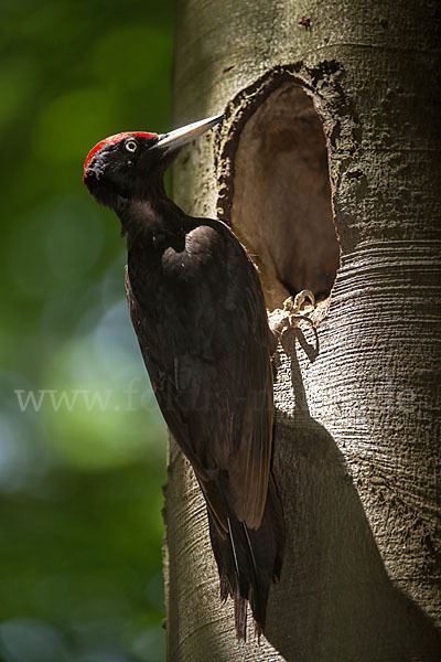 Schwarzspecht (Dryocopus martius)