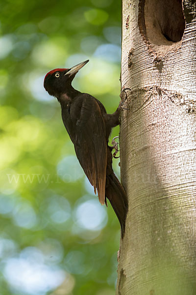 Schwarzspecht (Dryocopus martius)