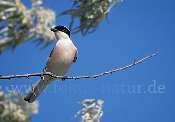 Schwarzstirnwürger (Lanius minor)