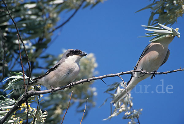 Schwarzstirnwürger (Lanius minor)