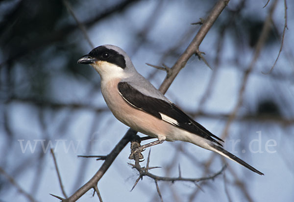 Schwarzstirnwürger (Lanius minor)