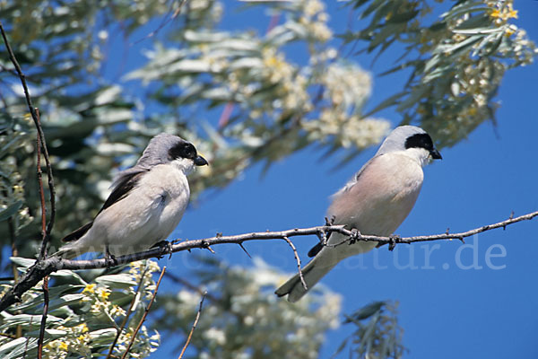 Schwarzstirnwürger (Lanius minor)