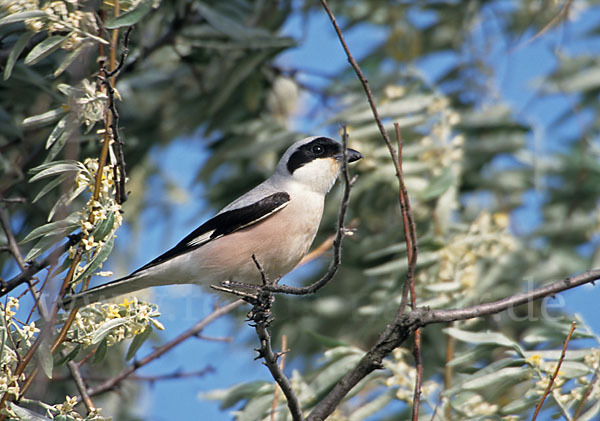 Schwarzstirnwürger (Lanius minor)