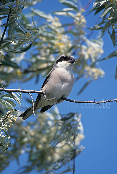 Schwarzstirnwürger (Lanius minor)