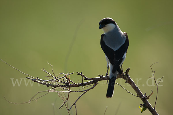 Schwarzstirnwürger (Lanius minor)