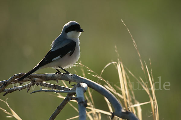 Schwarzstirnwürger (Lanius minor)