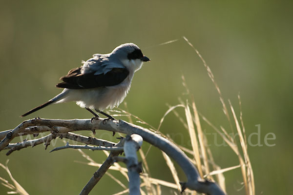 Schwarzstirnwürger (Lanius minor)