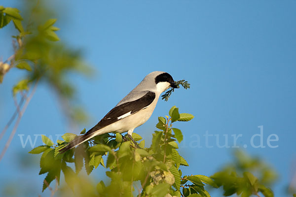 Schwarzstirnwürger (Lanius minor)