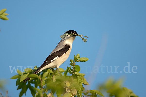 Schwarzstirnwürger (Lanius minor)