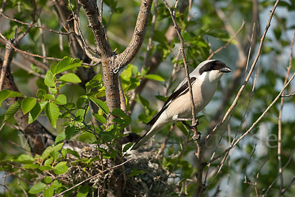 Schwarzstirnwürger (Lanius minor)