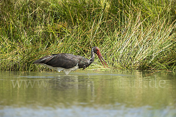 Schwarzstorch (Ciconia nigra)