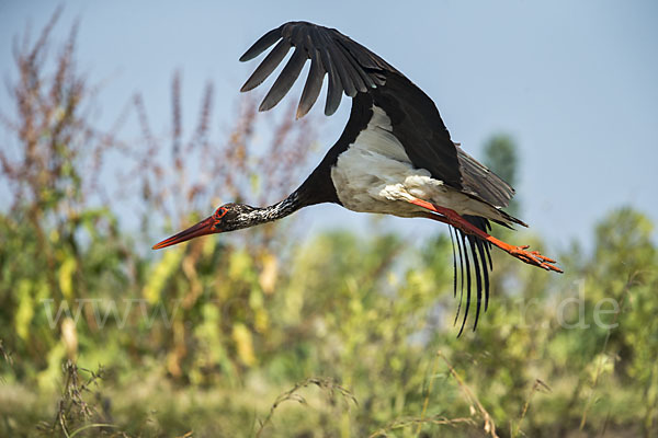 Schwarzstorch (Ciconia nigra)