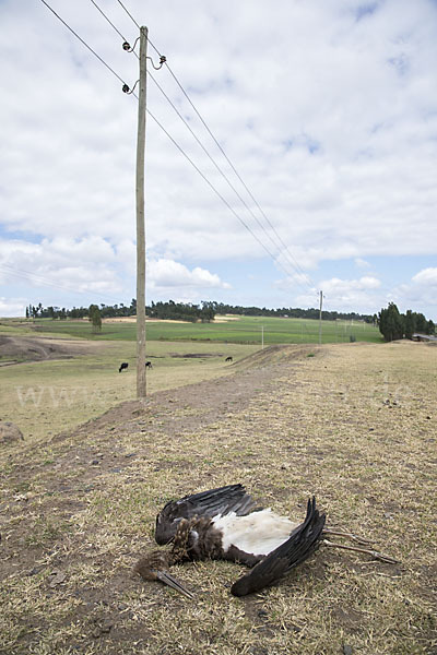 Schwarzstorch (Ciconia nigra)