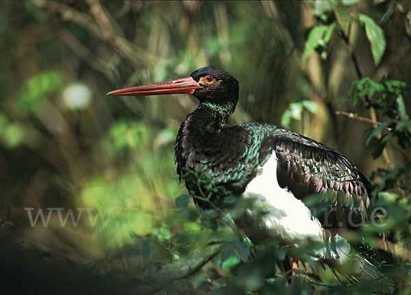 Schwarzstorch (Ciconia nigra)