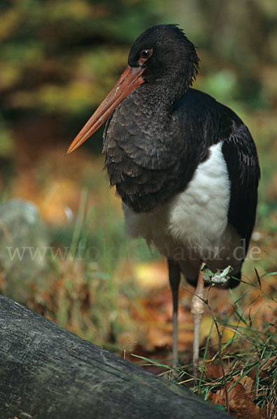 Schwarzstorch (Ciconia nigra)