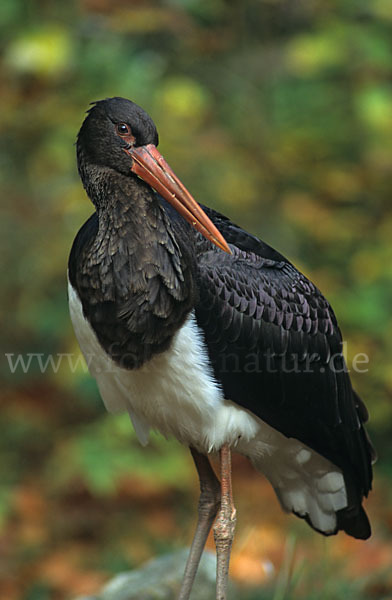 Schwarzstorch (Ciconia nigra)