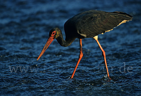 Schwarzstorch (Ciconia nigra)