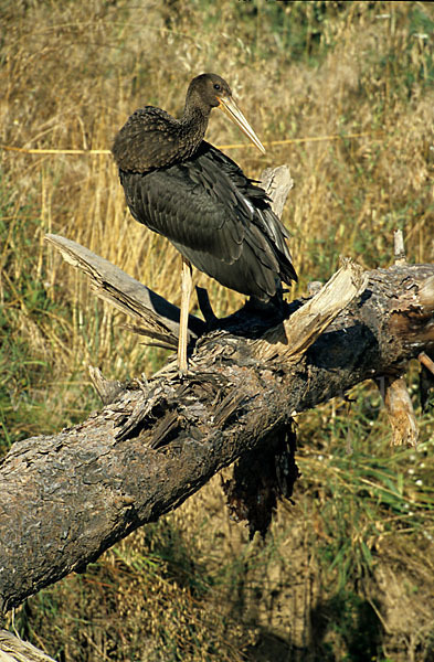 Schwarzstorch (Ciconia nigra)