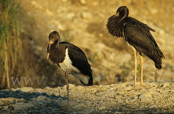 Schwarzstorch (Ciconia nigra)