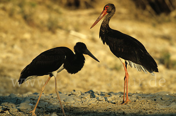 Schwarzstorch (Ciconia nigra)