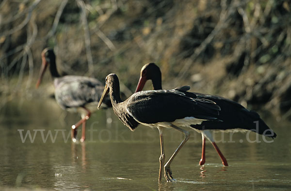 Schwarzstorch (Ciconia nigra)