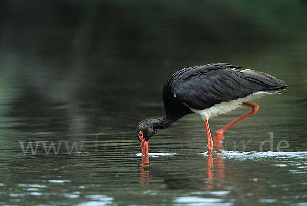 Schwarzstorch (Ciconia nigra)