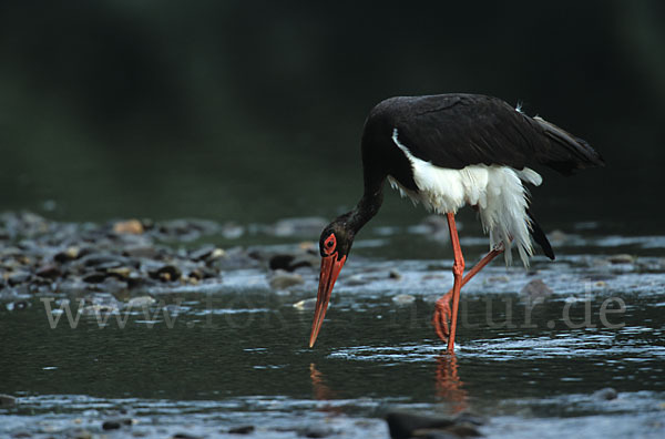 Schwarzstorch (Ciconia nigra)