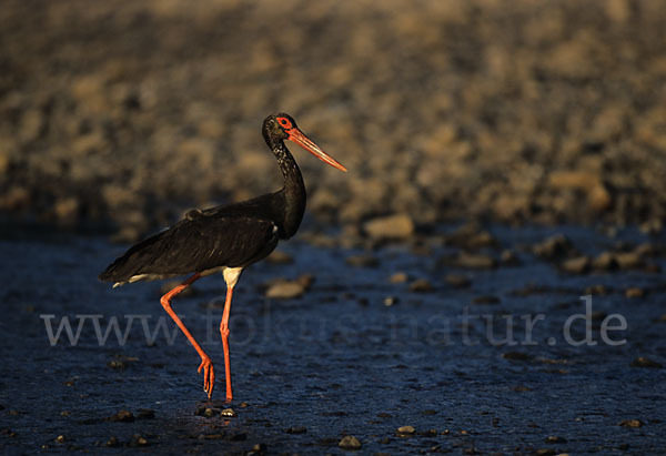 Schwarzstorch (Ciconia nigra)