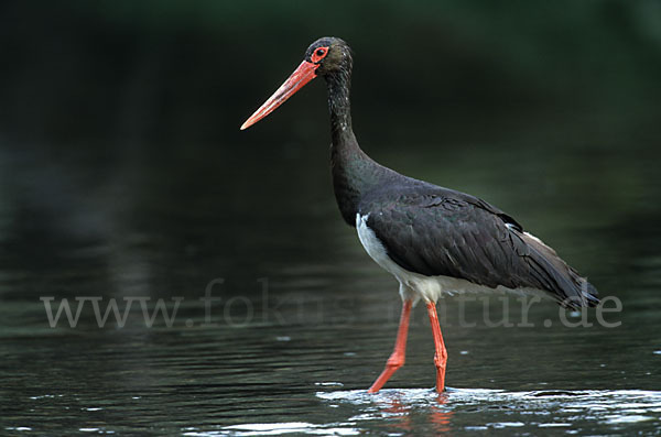 Schwarzstorch (Ciconia nigra)