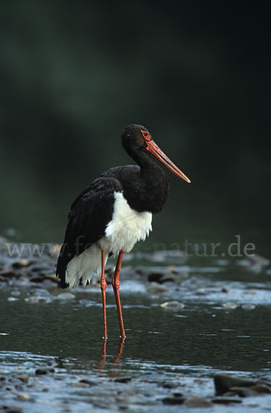 Schwarzstorch (Ciconia nigra)