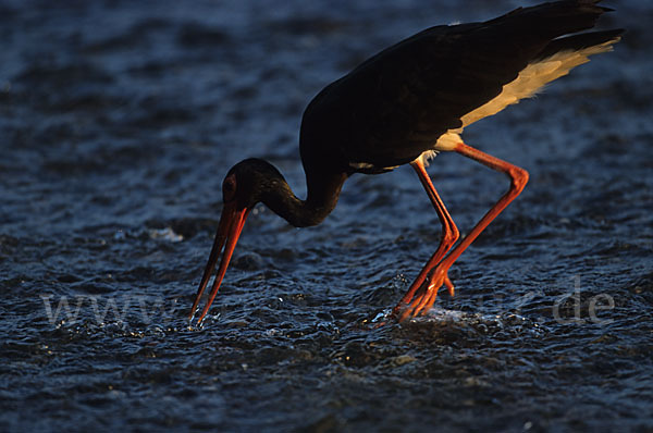 Schwarzstorch (Ciconia nigra)