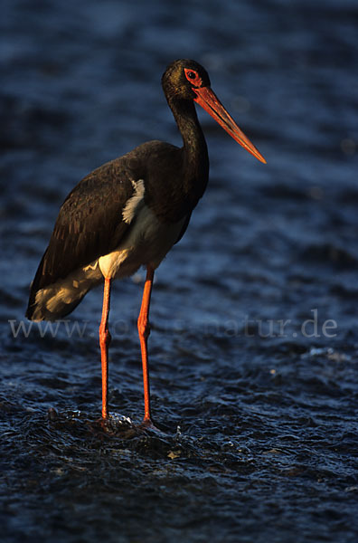 Schwarzstorch (Ciconia nigra)