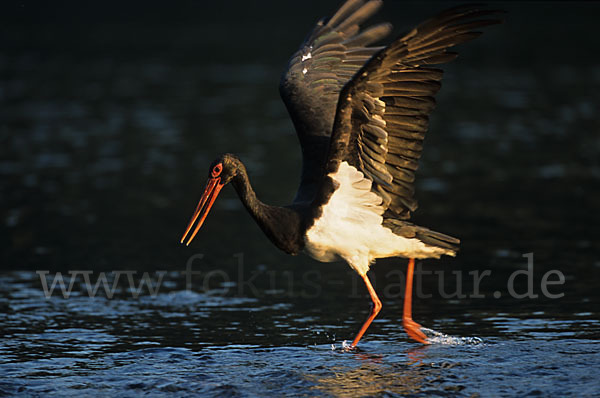 Schwarzstorch (Ciconia nigra)