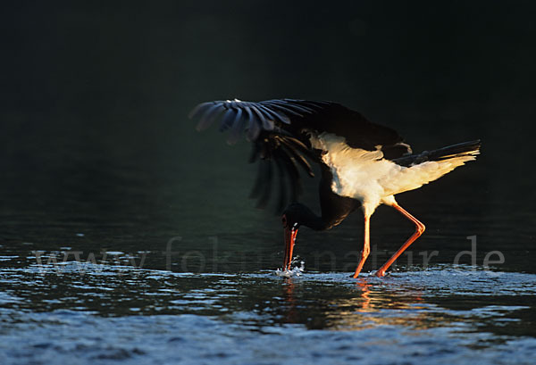 Schwarzstorch (Ciconia nigra)