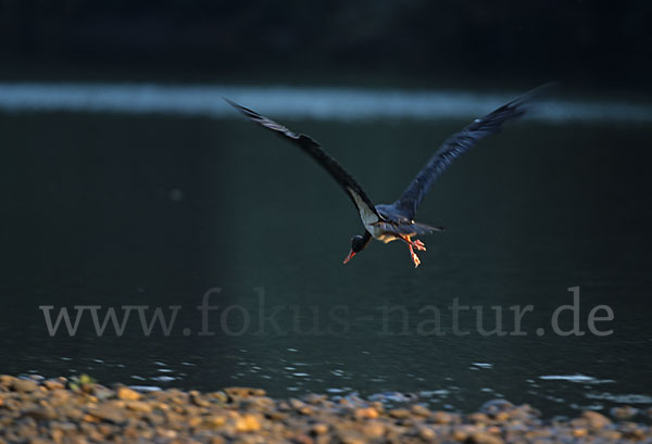 Schwarzstorch (Ciconia nigra)