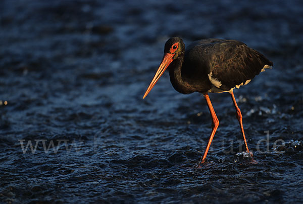 Schwarzstorch (Ciconia nigra)