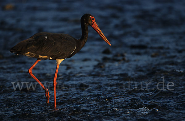 Schwarzstorch (Ciconia nigra)